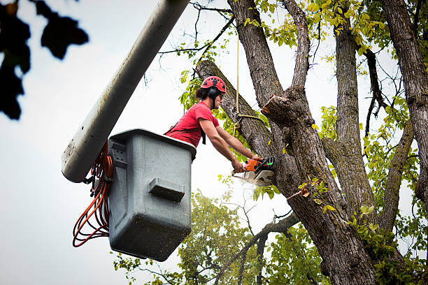 How Our Tree Care Process Works  in  Bessemer, MI